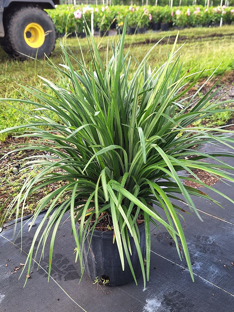 liriope-muscari-super-blue-lilyturf