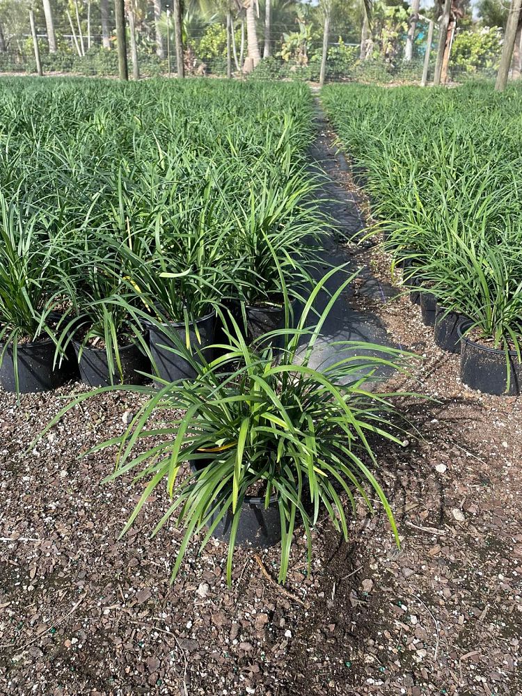 liriope-muscari-super-blue-lilyturf