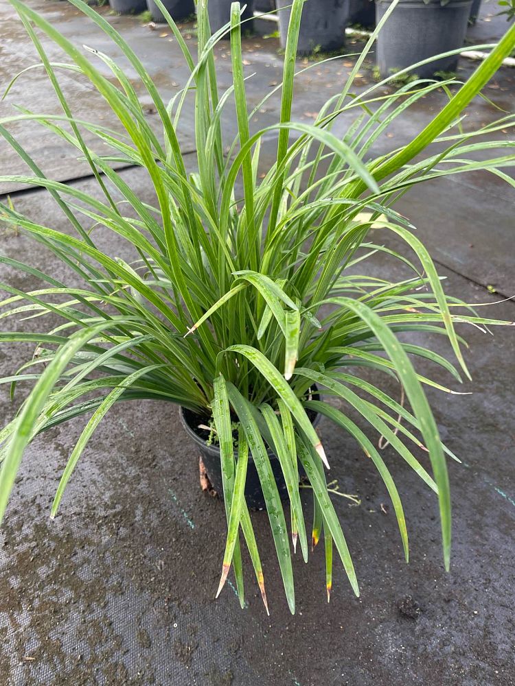 liriope-muscari-super-blue-lilyturf