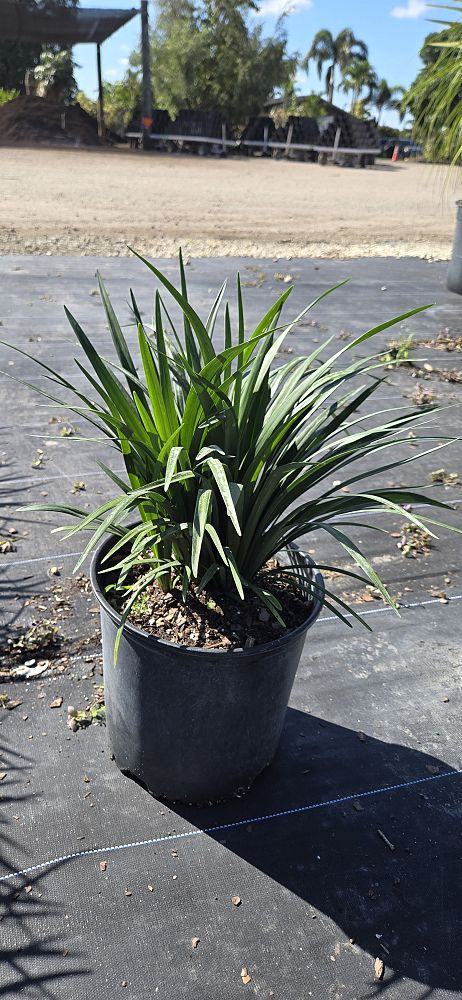 liriope-muscari-super-blue-lilyturf