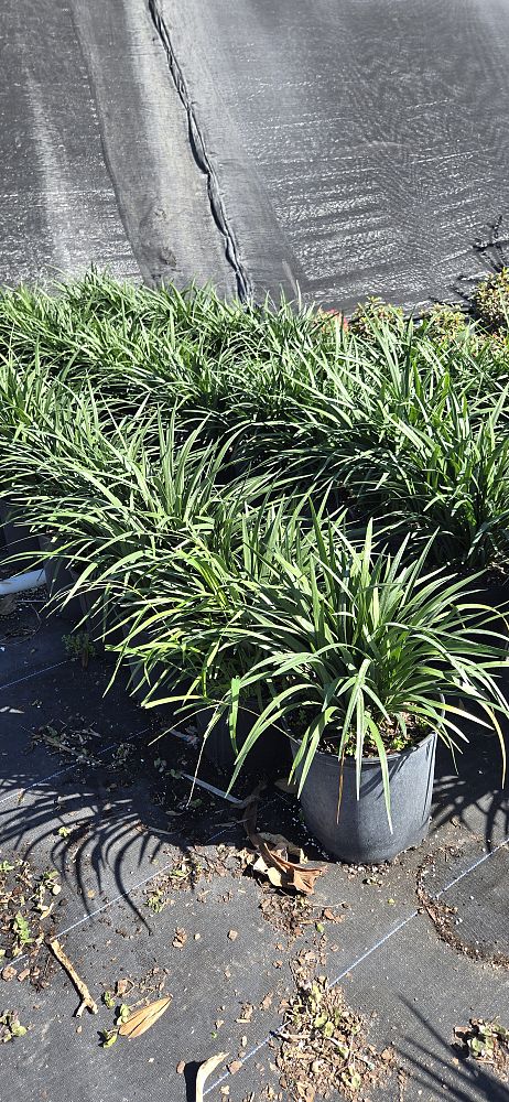 liriope-muscari-super-blue-lilyturf