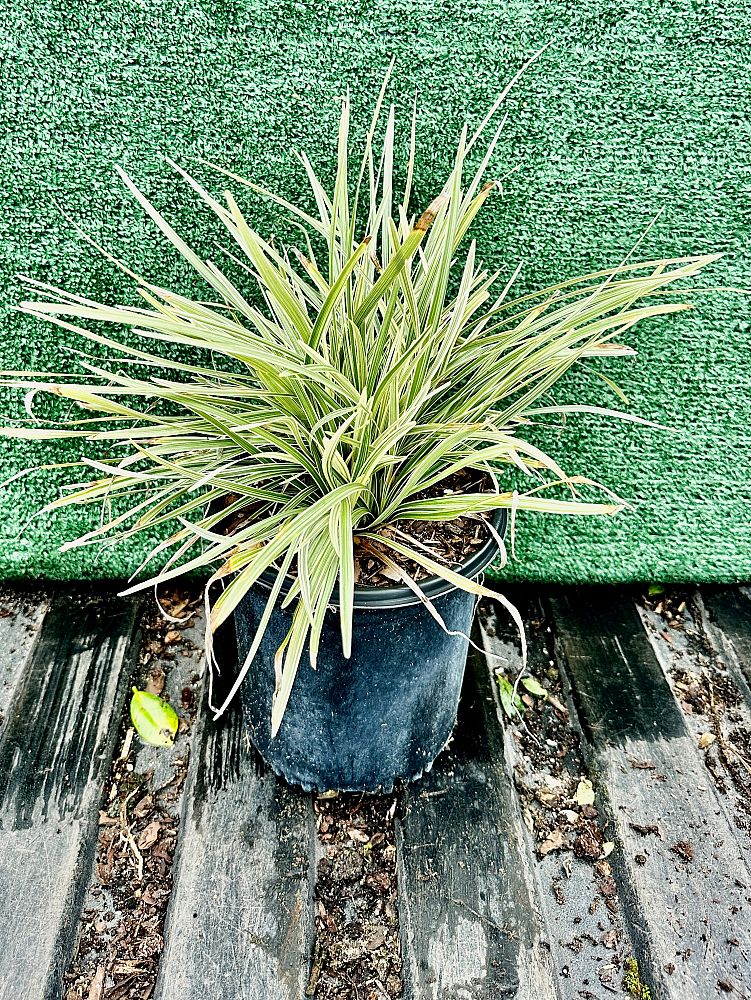 liriope-muscari-variegata-lilyturf