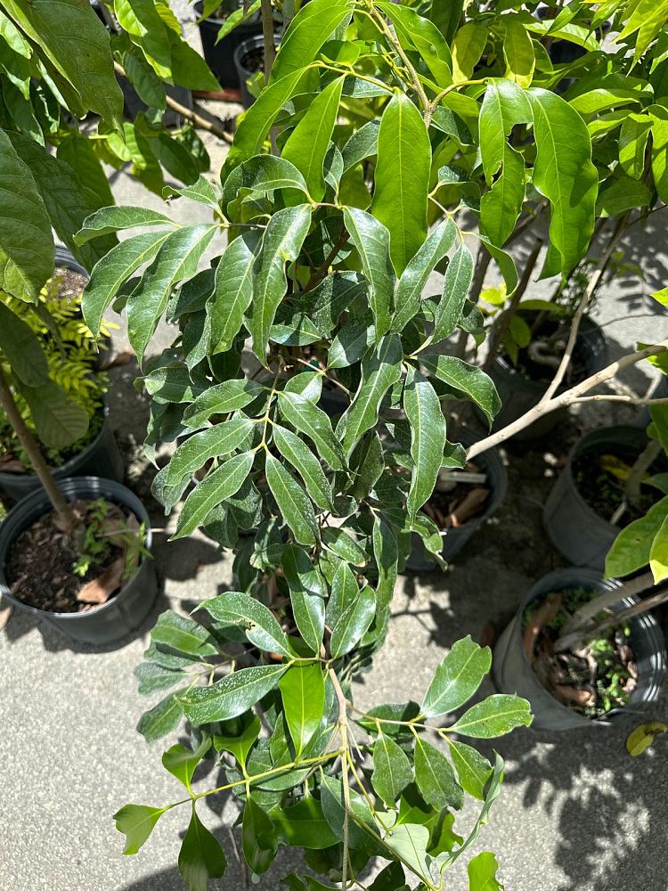 litchi-chinensis-lychee-nut-tree