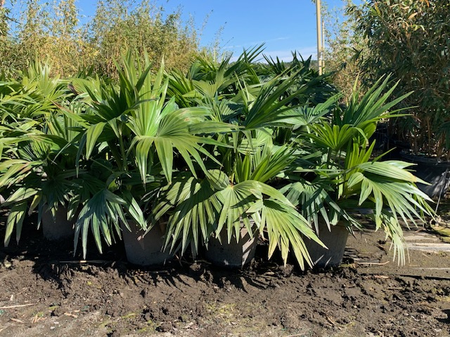 livistona-chinensis-chinese-fan-palm