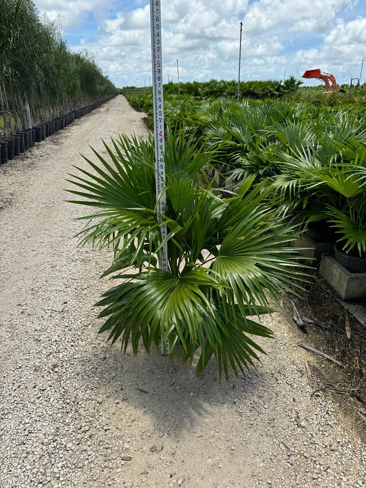 livistona-chinensis-chinese-fan-palm