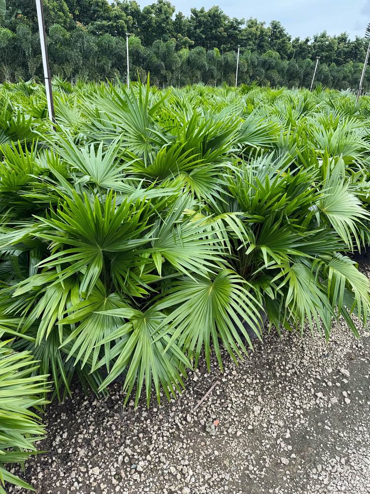 livistona-chinensis-chinese-fan-palm