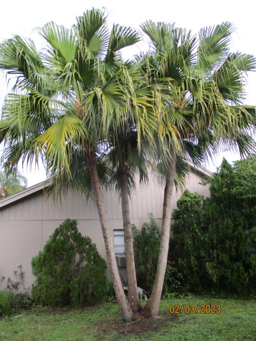 livistona-chinensis-chinese-fan-palm