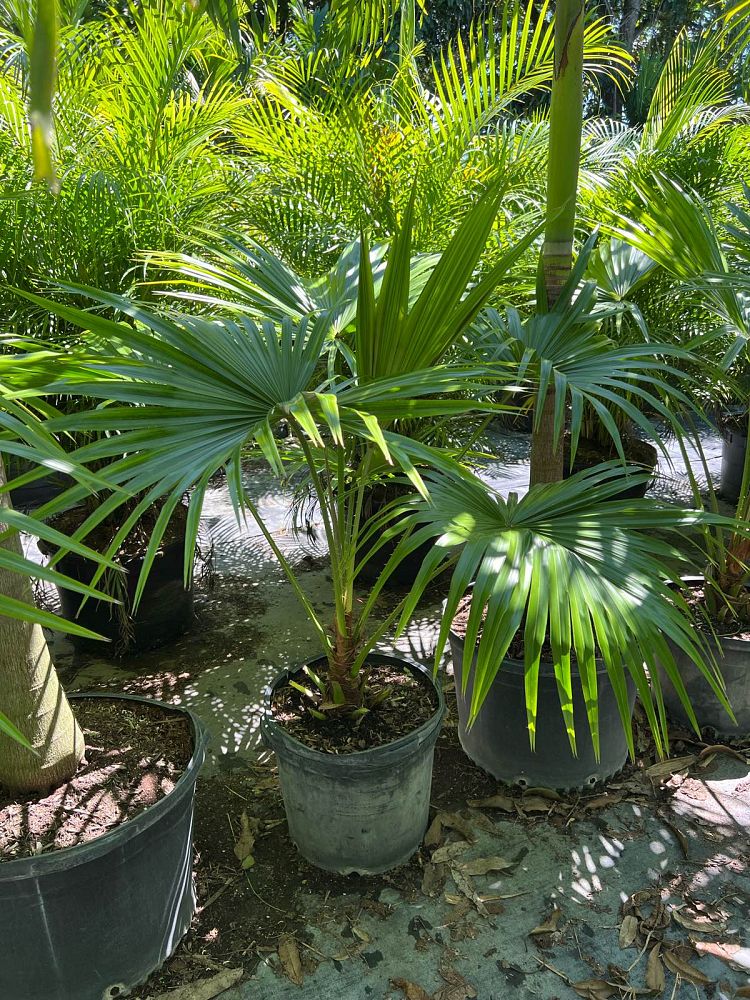 livistona-chinensis-chinese-fan-palm