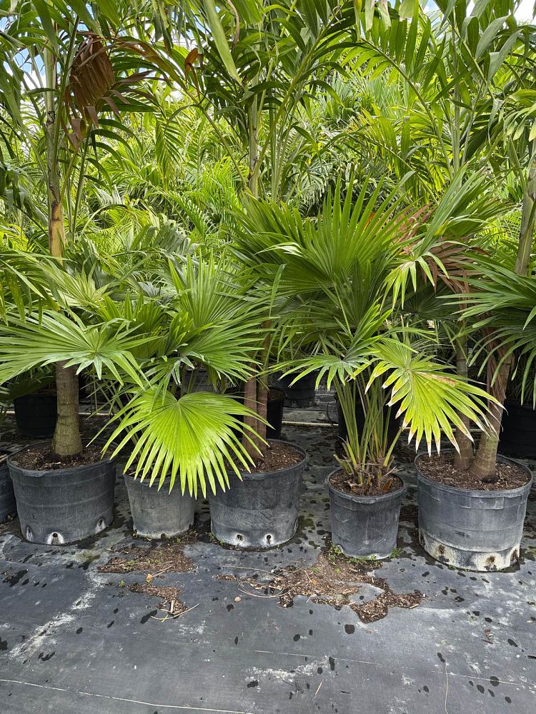 livistona-chinensis-chinese-fan-palm