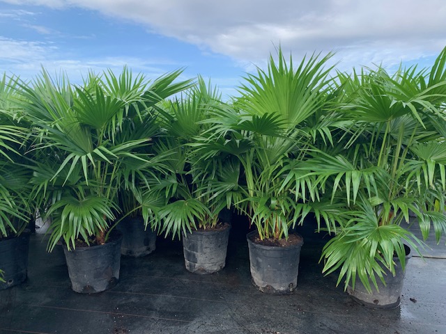 livistona-chinensis-chinese-fan-palm