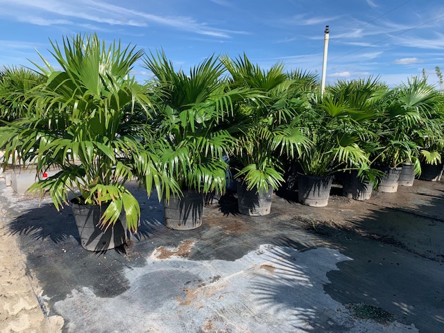 livistona-chinensis-chinese-fan-palm