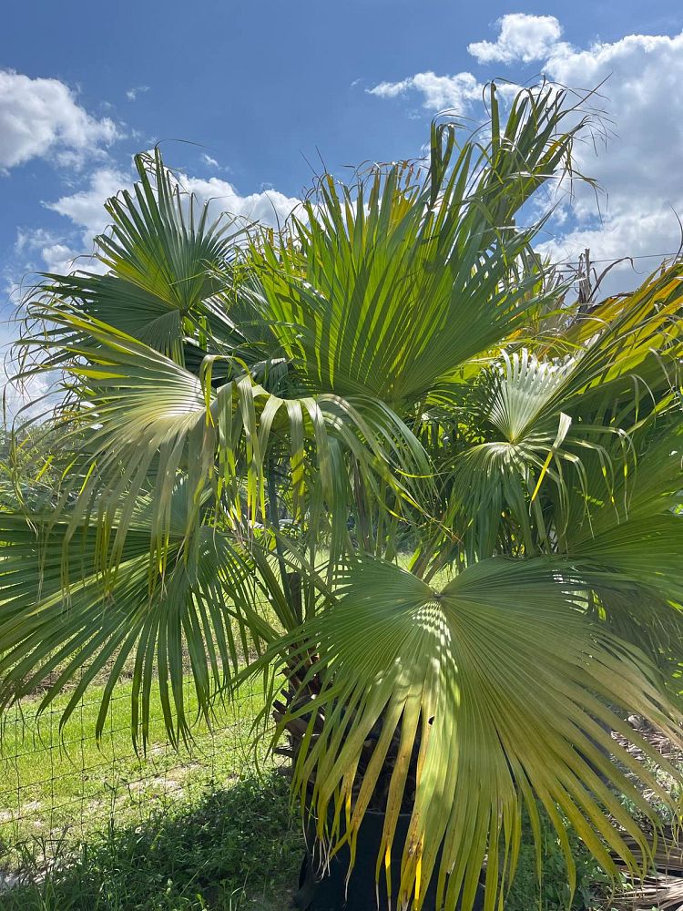 livistona-chinensis-chinese-fan-palm