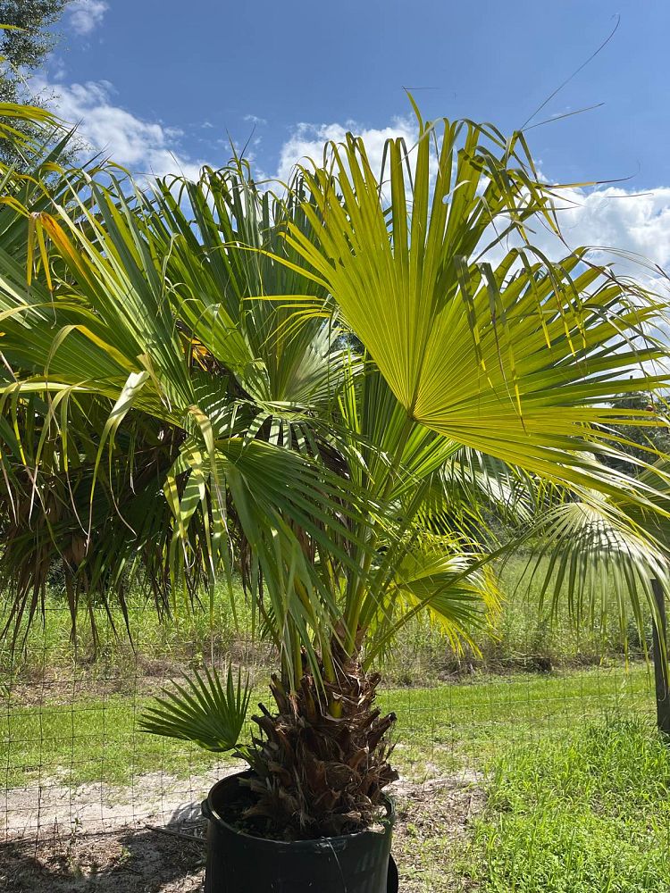 livistona-chinensis-chinese-fan-palm