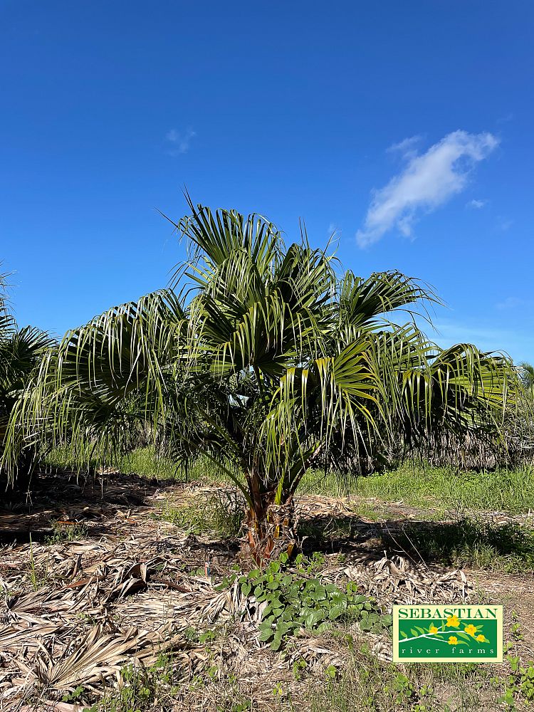 livistona-chinensis-chinese-fan-palm