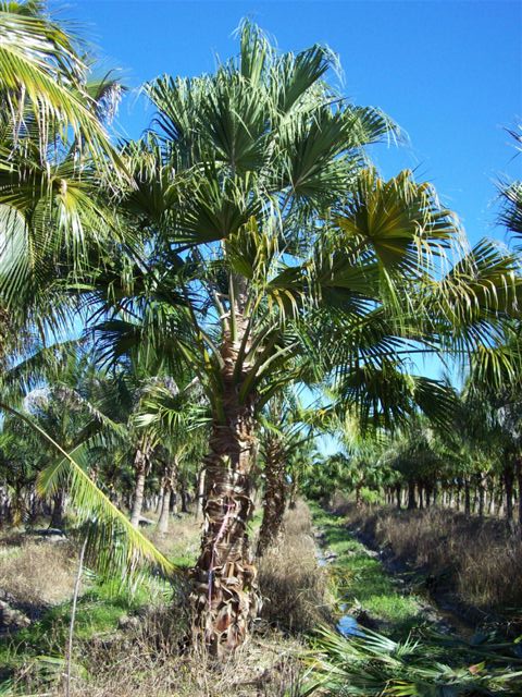 livistona-chinensis-chinese-fan-palm