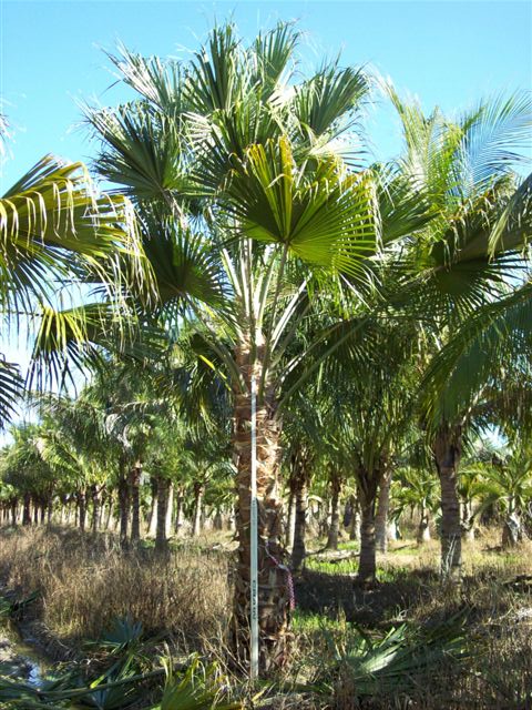 livistona-chinensis-chinese-fan-palm