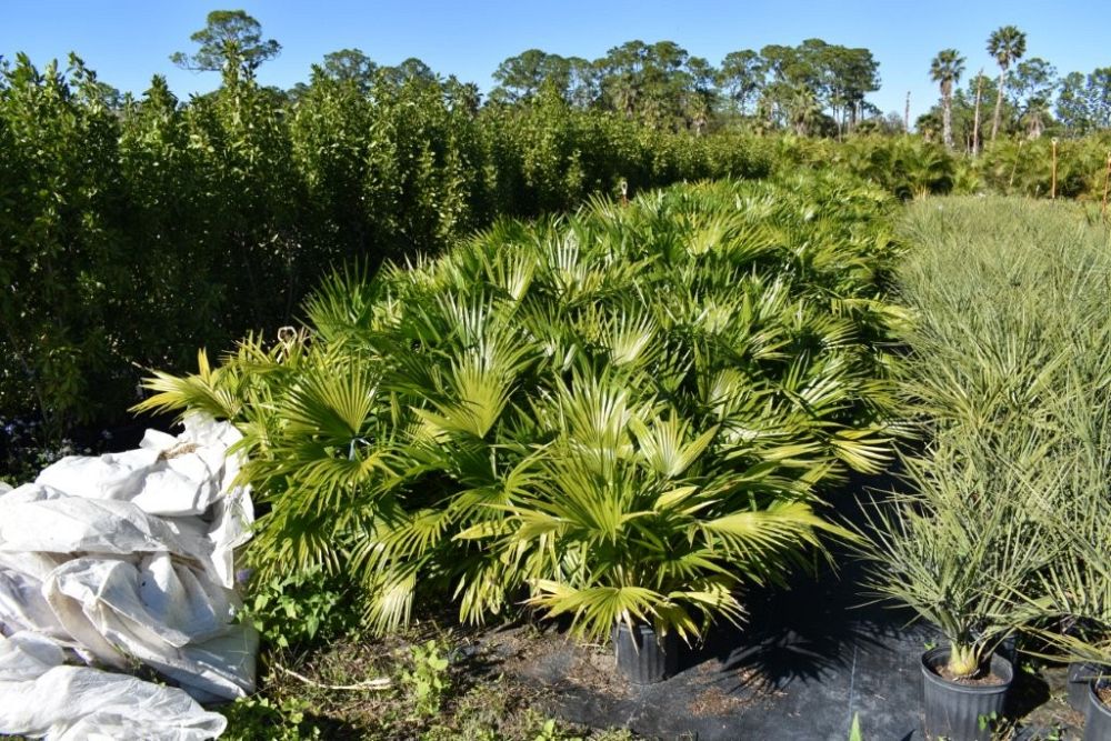 livistona-chinensis-chinese-fan-palm