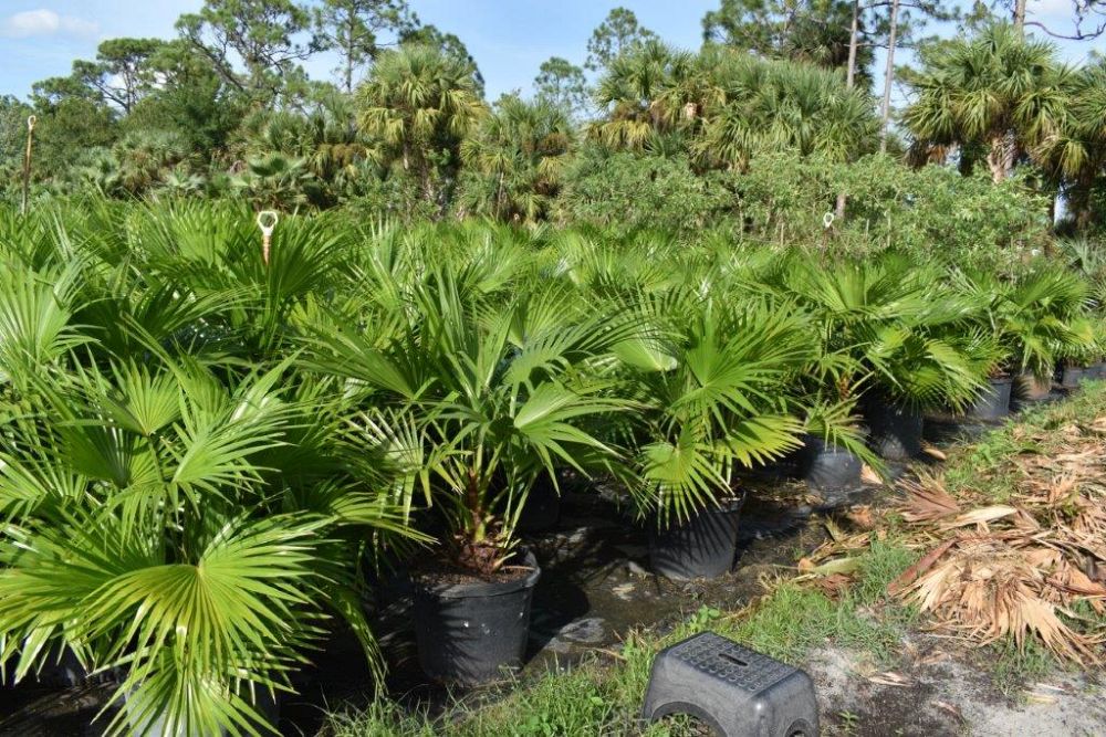 livistona-chinensis-chinese-fan-palm