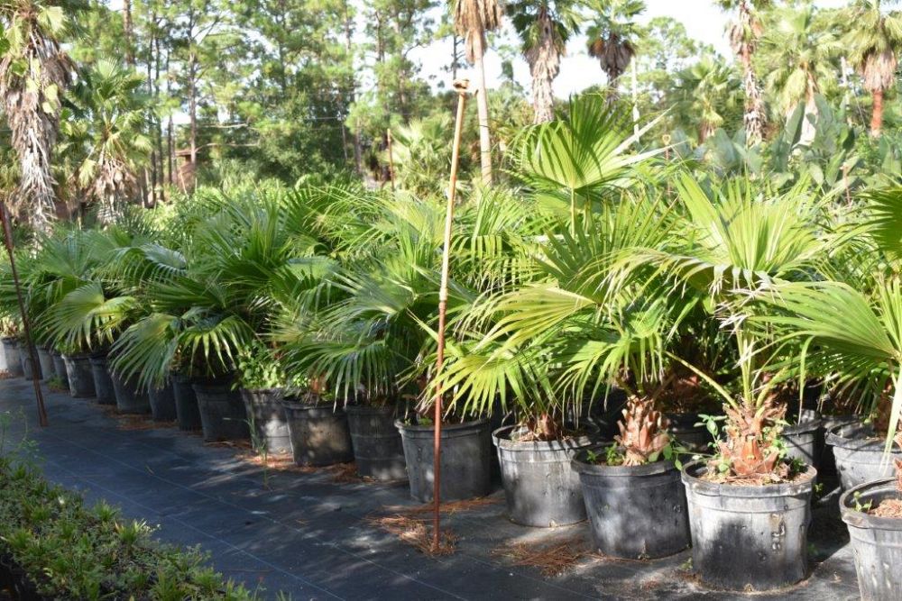 livistona-chinensis-chinese-fan-palm