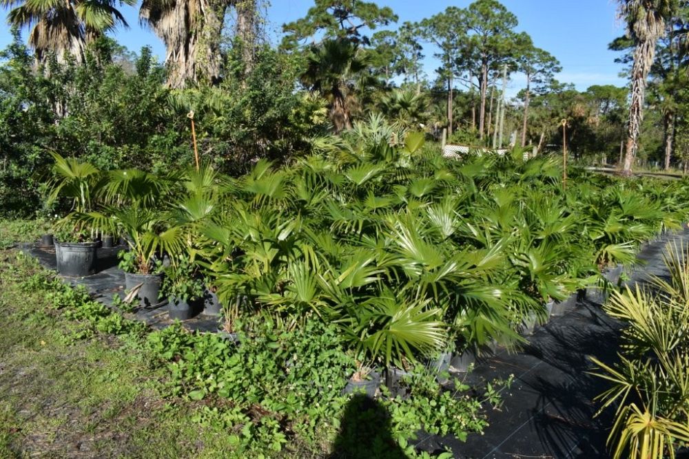 livistona-chinensis-chinese-fan-palm