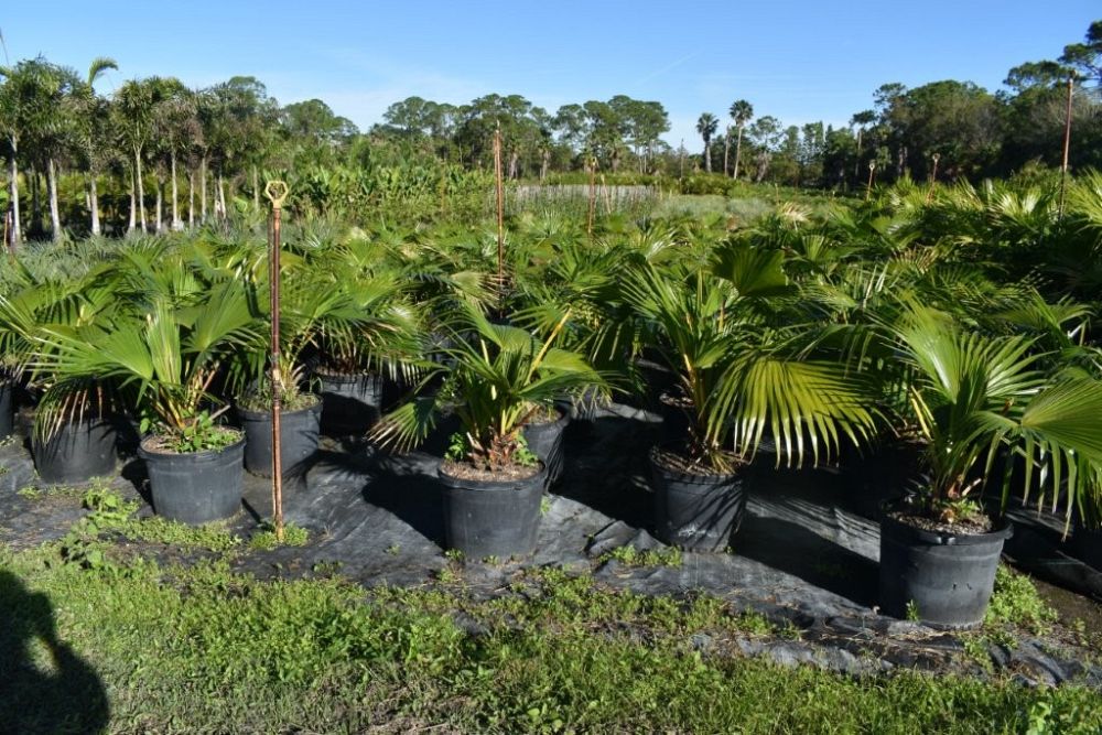 livistona-chinensis-chinese-fan-palm