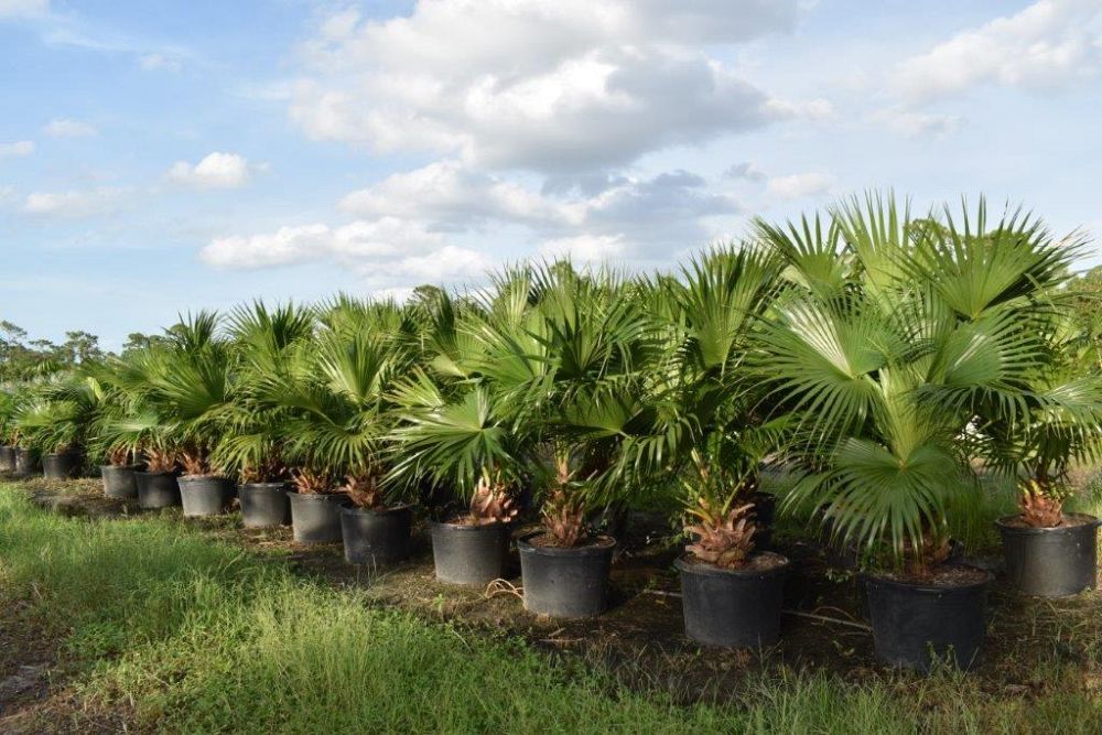 livistona-chinensis-chinese-fan-palm