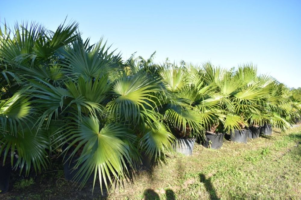 livistona-chinensis-chinese-fan-palm