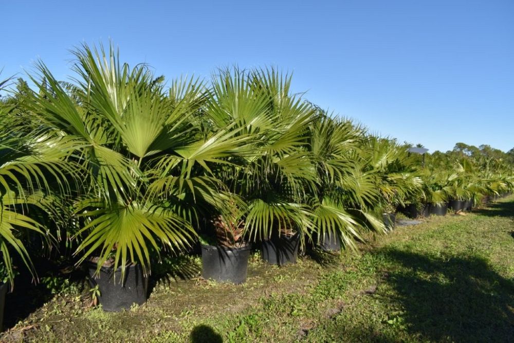 livistona-chinensis-chinese-fan-palm