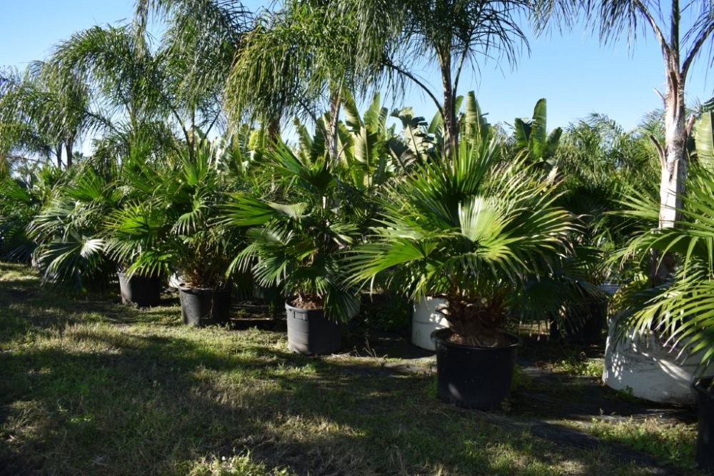 livistona-chinensis-chinese-fan-palm