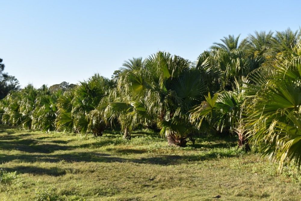 livistona-chinensis-chinese-fan-palm