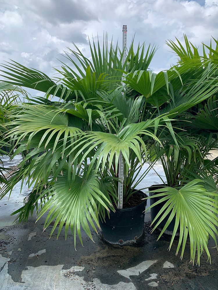 livistona-chinensis-chinese-fan-palm