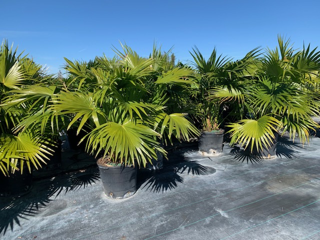 livistona-chinensis-chinese-fan-palm