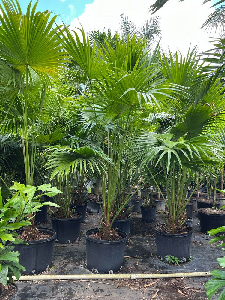 livistona-chinensis-chinese-fan-palm