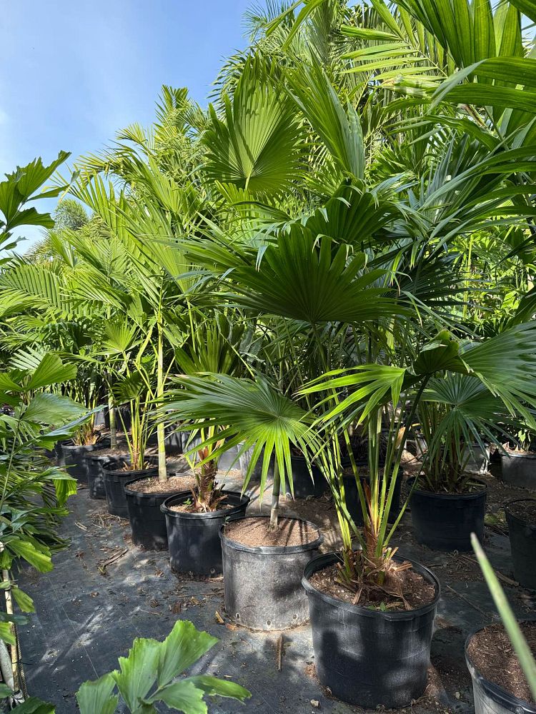 livistona-chinensis-chinese-fan-palm