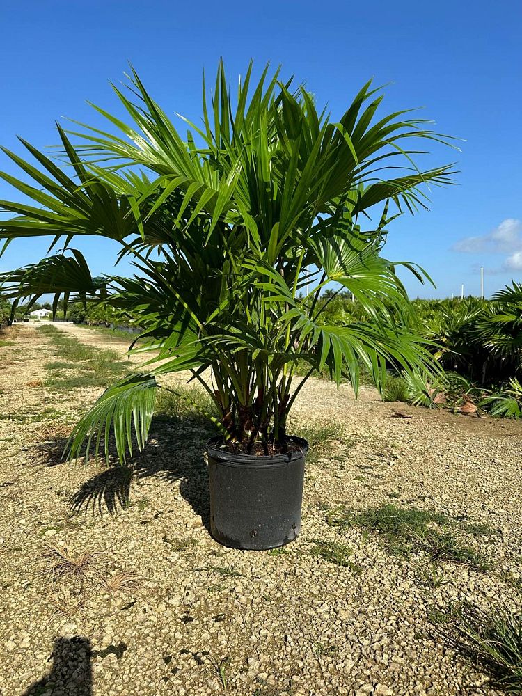 livistona-chinensis-chinese-fan-palm