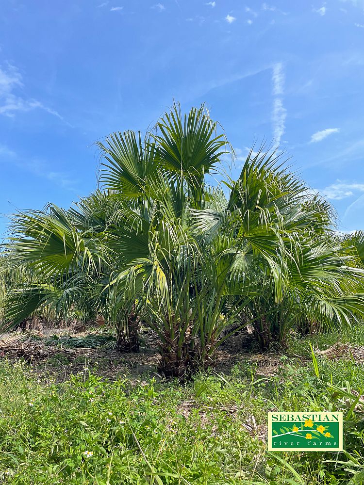 livistona-chinensis-chinese-fan-palm