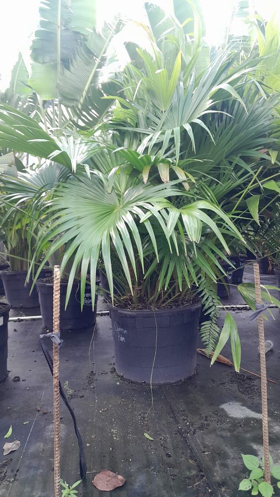 livistona-chinensis-chinese-fan-palm