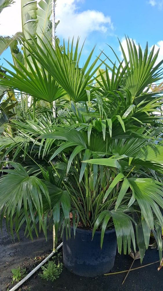 livistona-chinensis-chinese-fan-palm