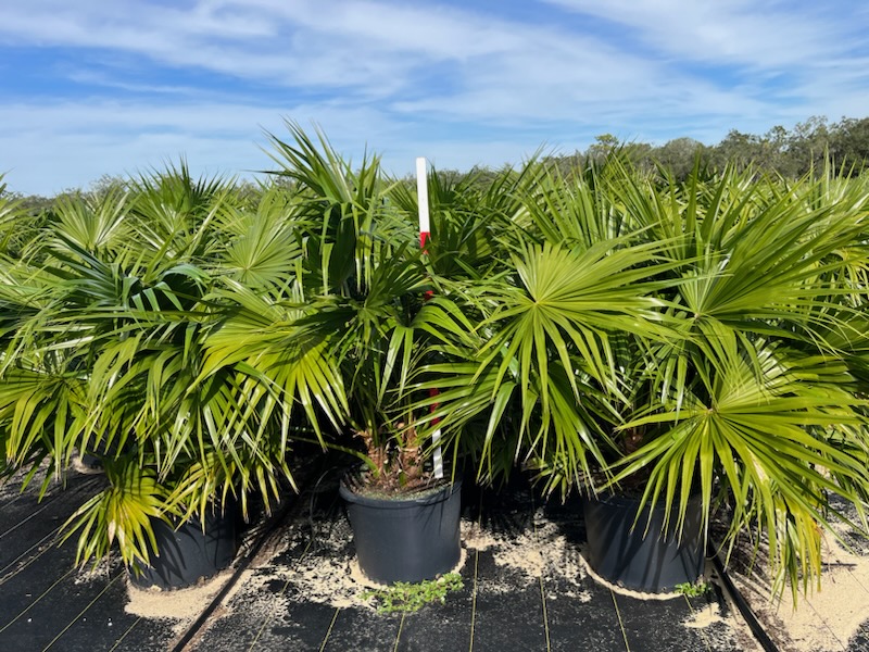 livistona-chinensis-chinese-fan-palm