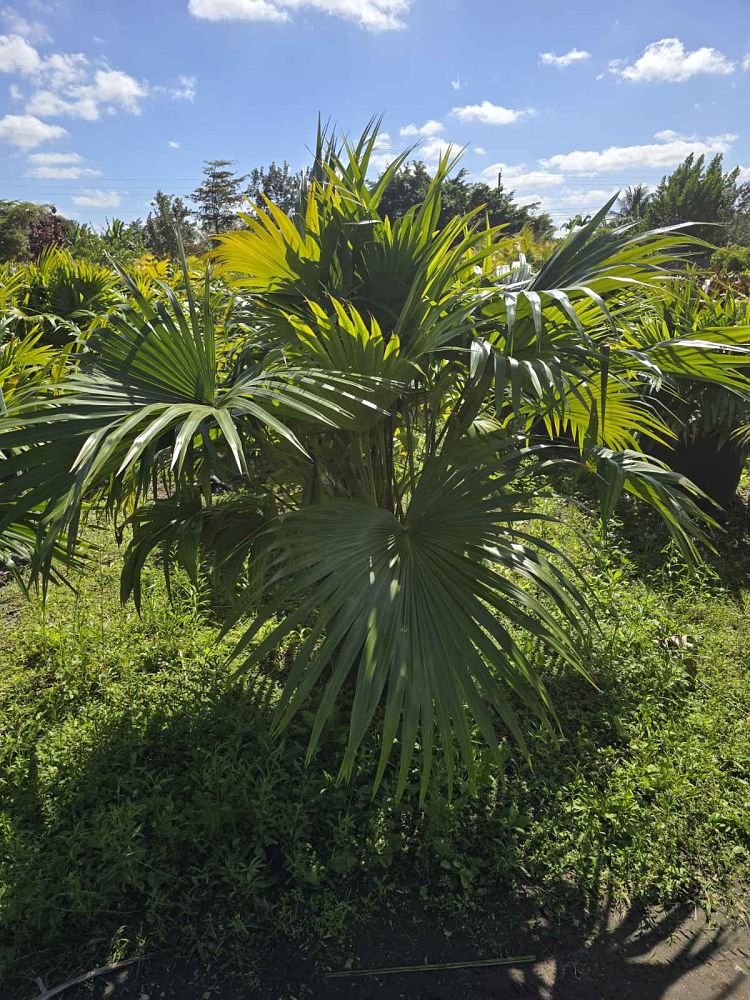 livistona-chinensis-chinese-fan-palm