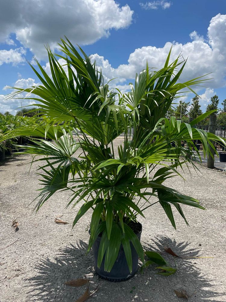 livistona-chinensis-chinese-fan-palm