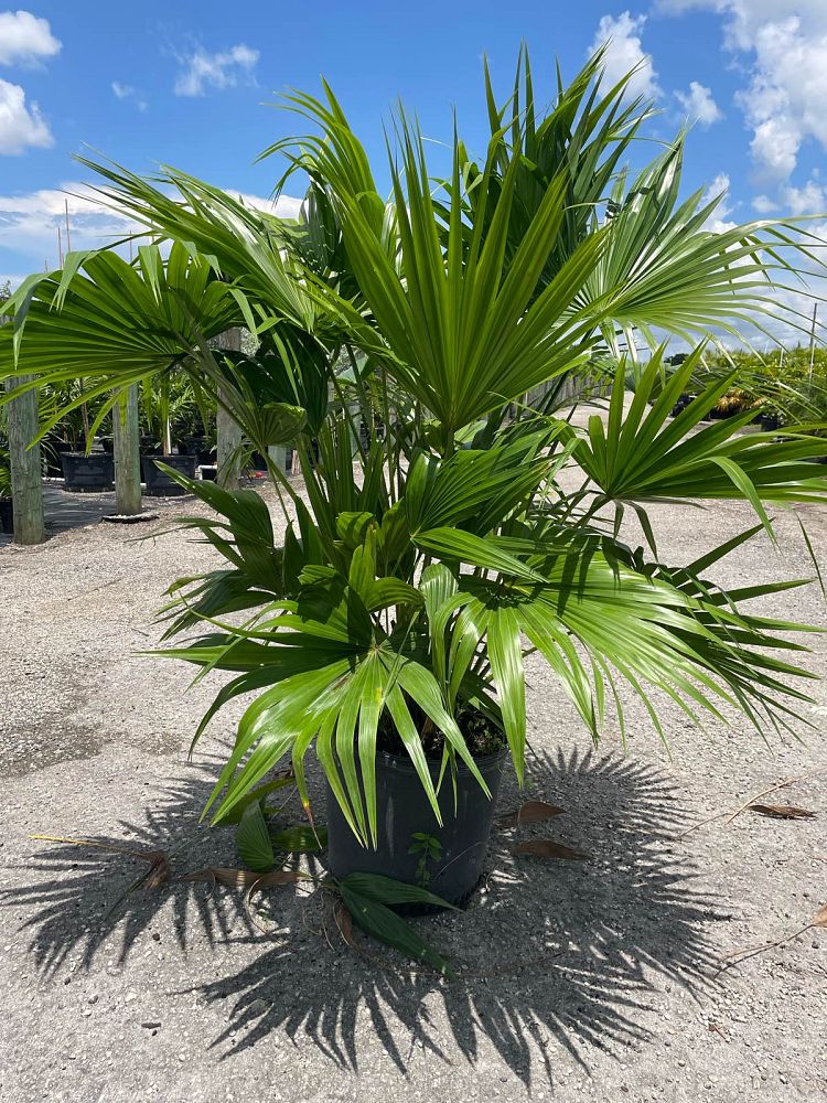 livistona-chinensis-chinese-fan-palm