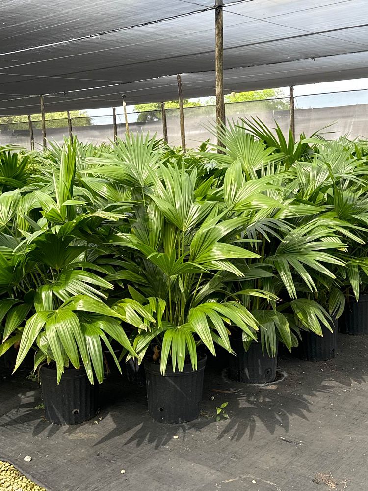 livistona-chinensis-chinese-fan-palm