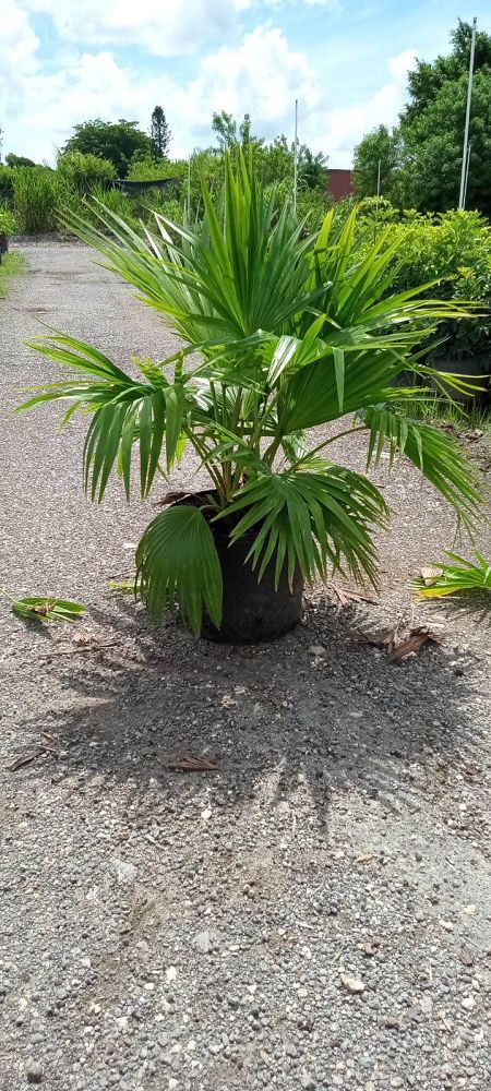 livistona-chinensis-chinese-fan-palm