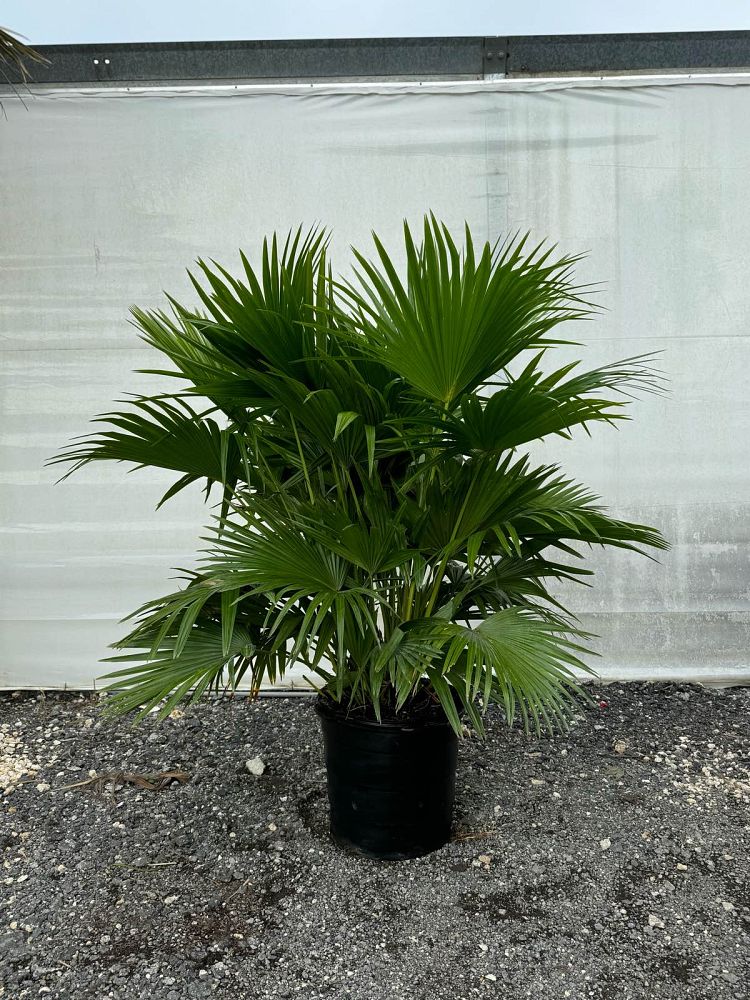 livistona-chinensis-chinese-fan-palm