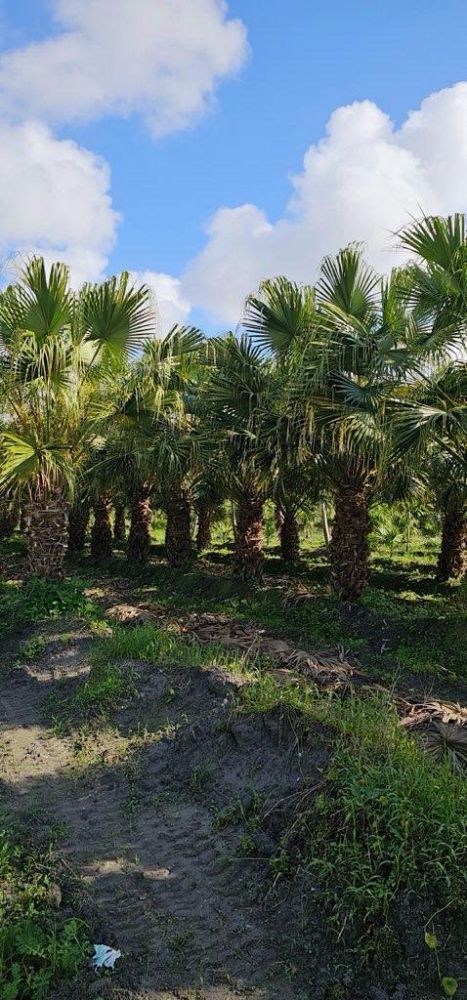 livistona-chinensis-chinese-fan-palm