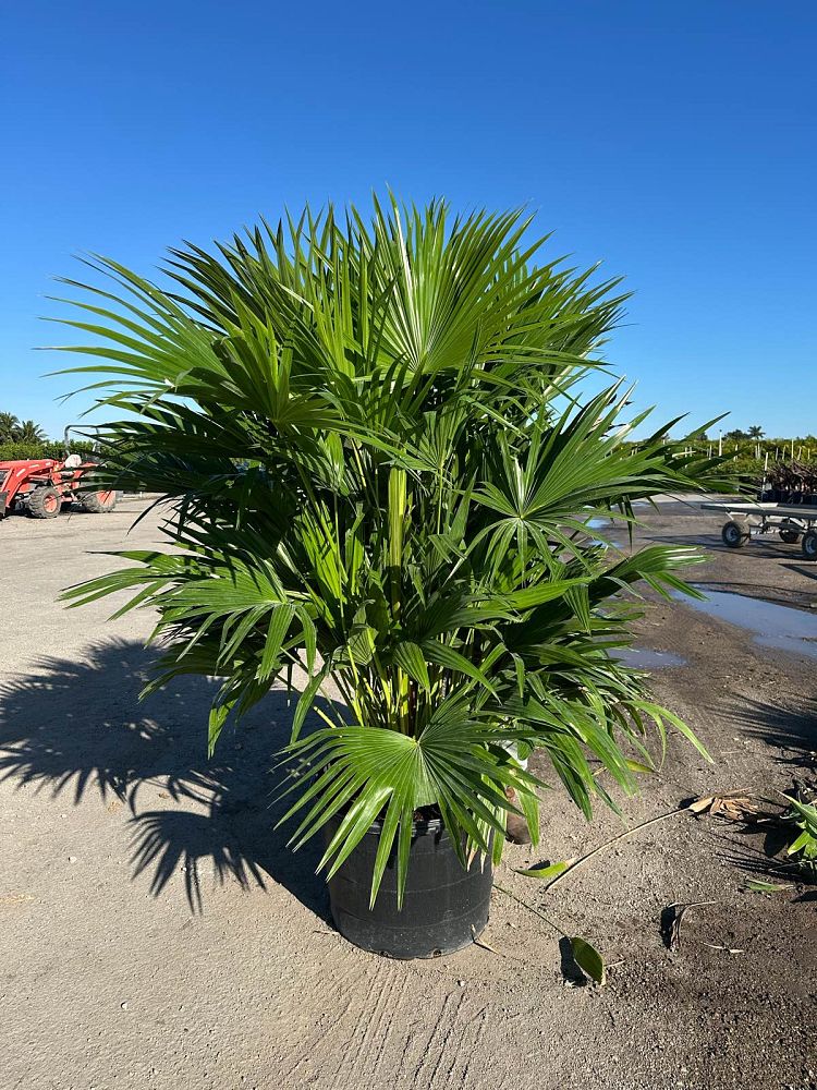 livistona-chinensis-chinese-fan-palm