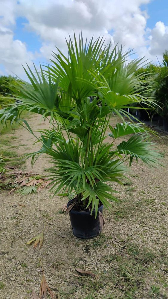 livistona-chinensis-chinese-fan-palm