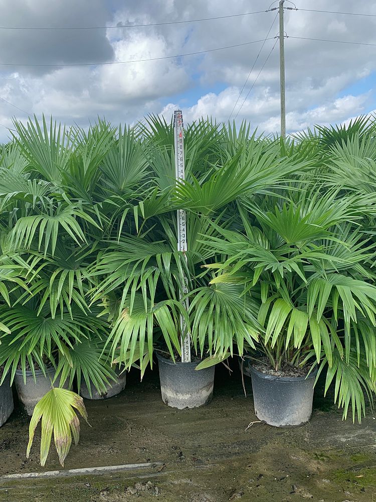 livistona-chinensis-chinese-fan-palm