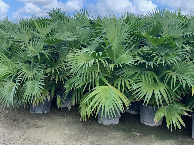 livistona-chinensis-chinese-fan-palm